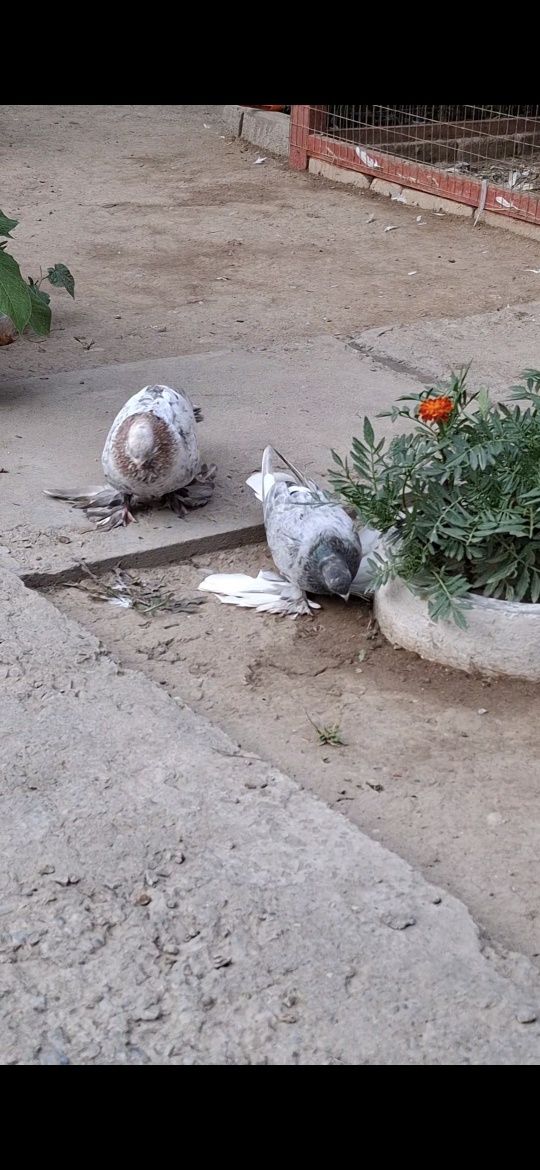 Голуби, Голуби. Иии