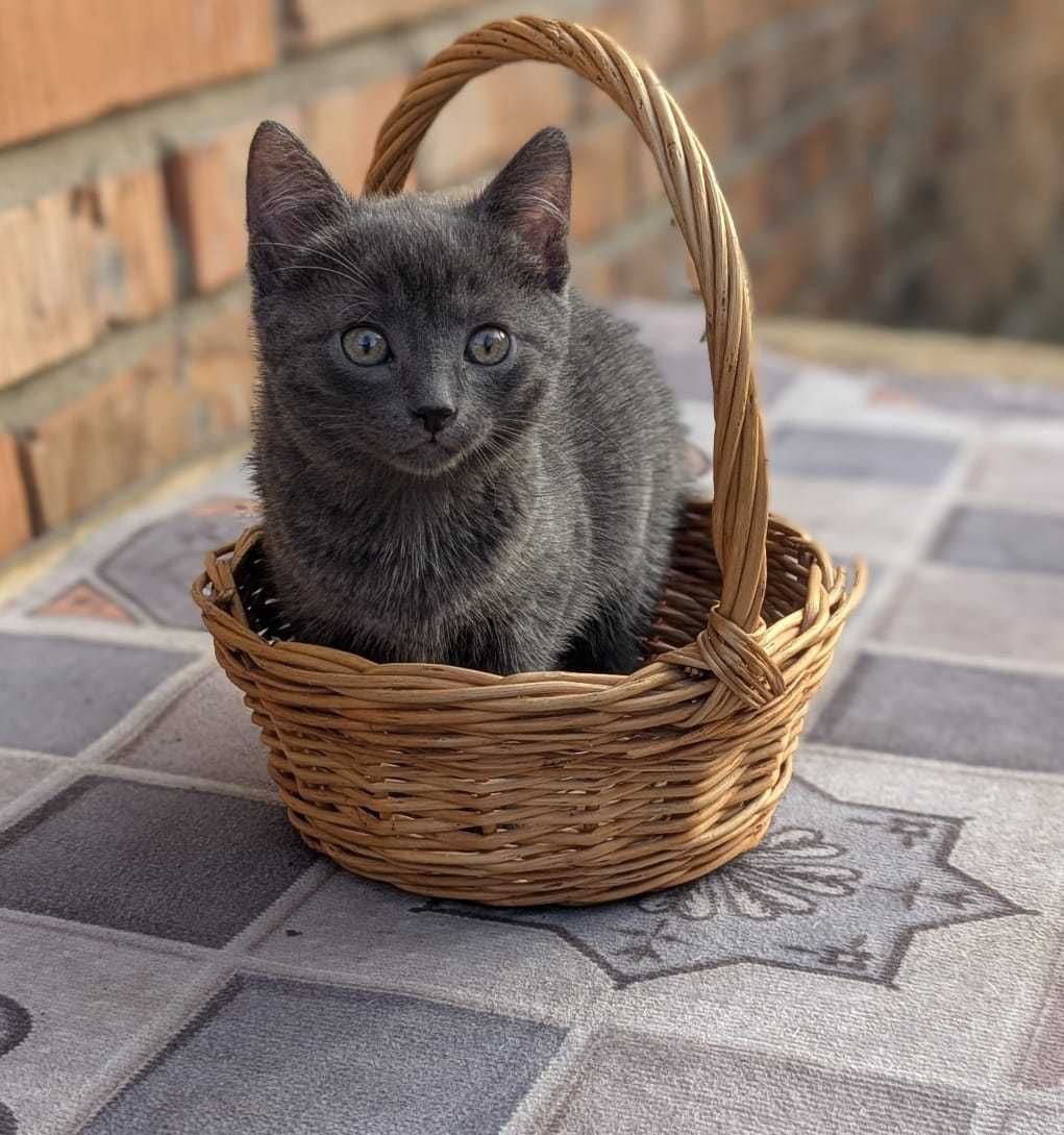Отдам очень милых котят