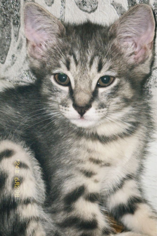 Котёнок в добрые руки