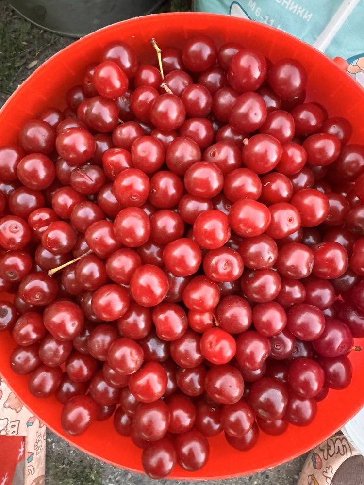 Продам вишню ведрами 5000