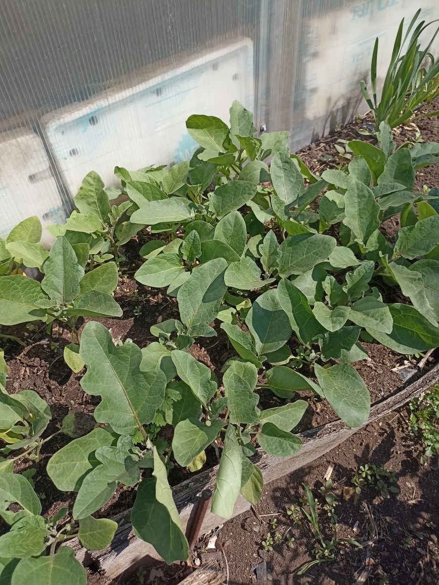 Продам рассаду баклажаны