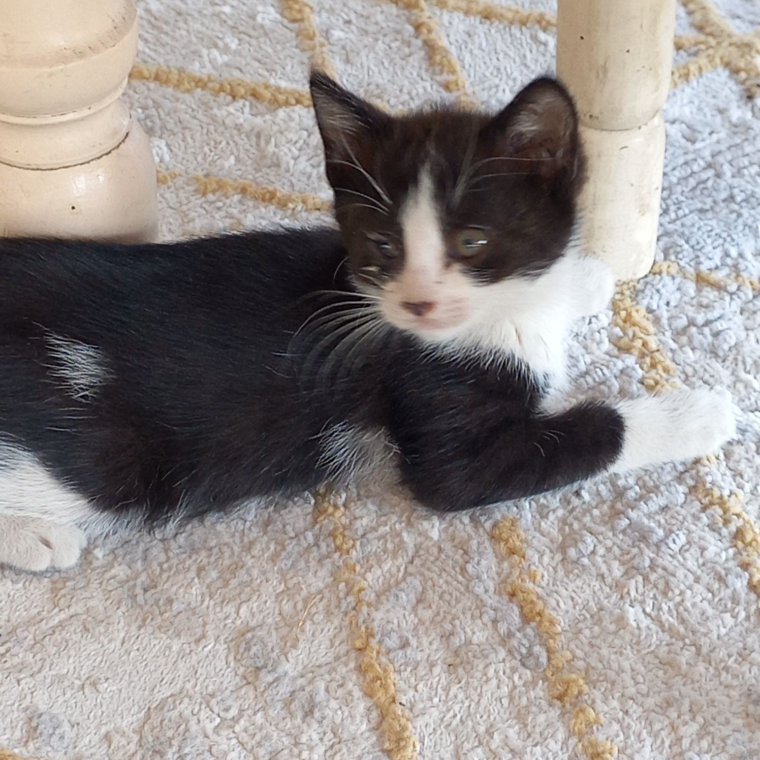 Котята чистые ухоженые