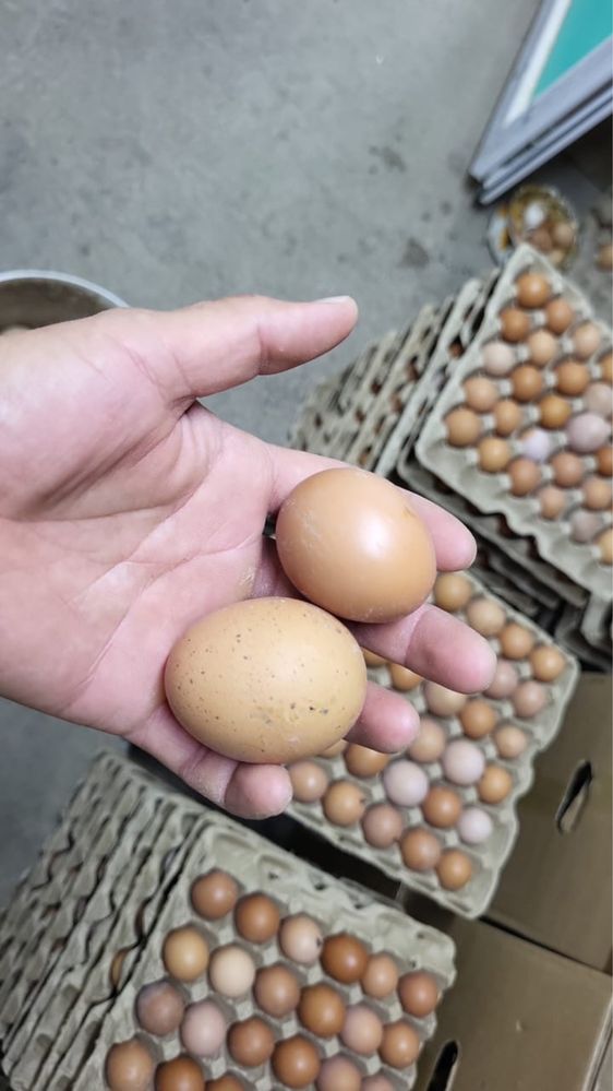 Продаются куриные яйца категории С -3