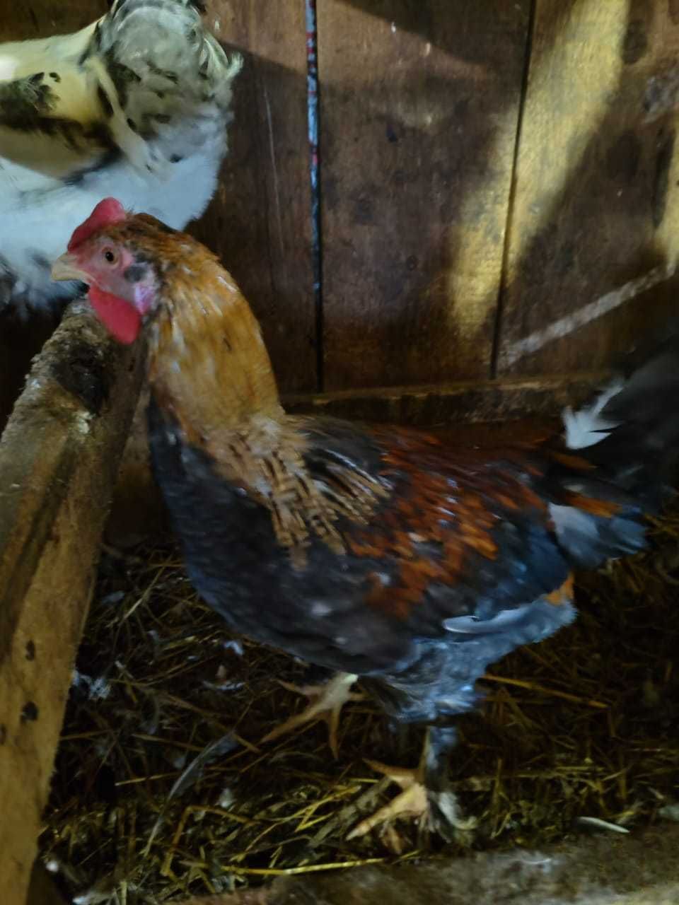 Продам красивых породистых петухов
