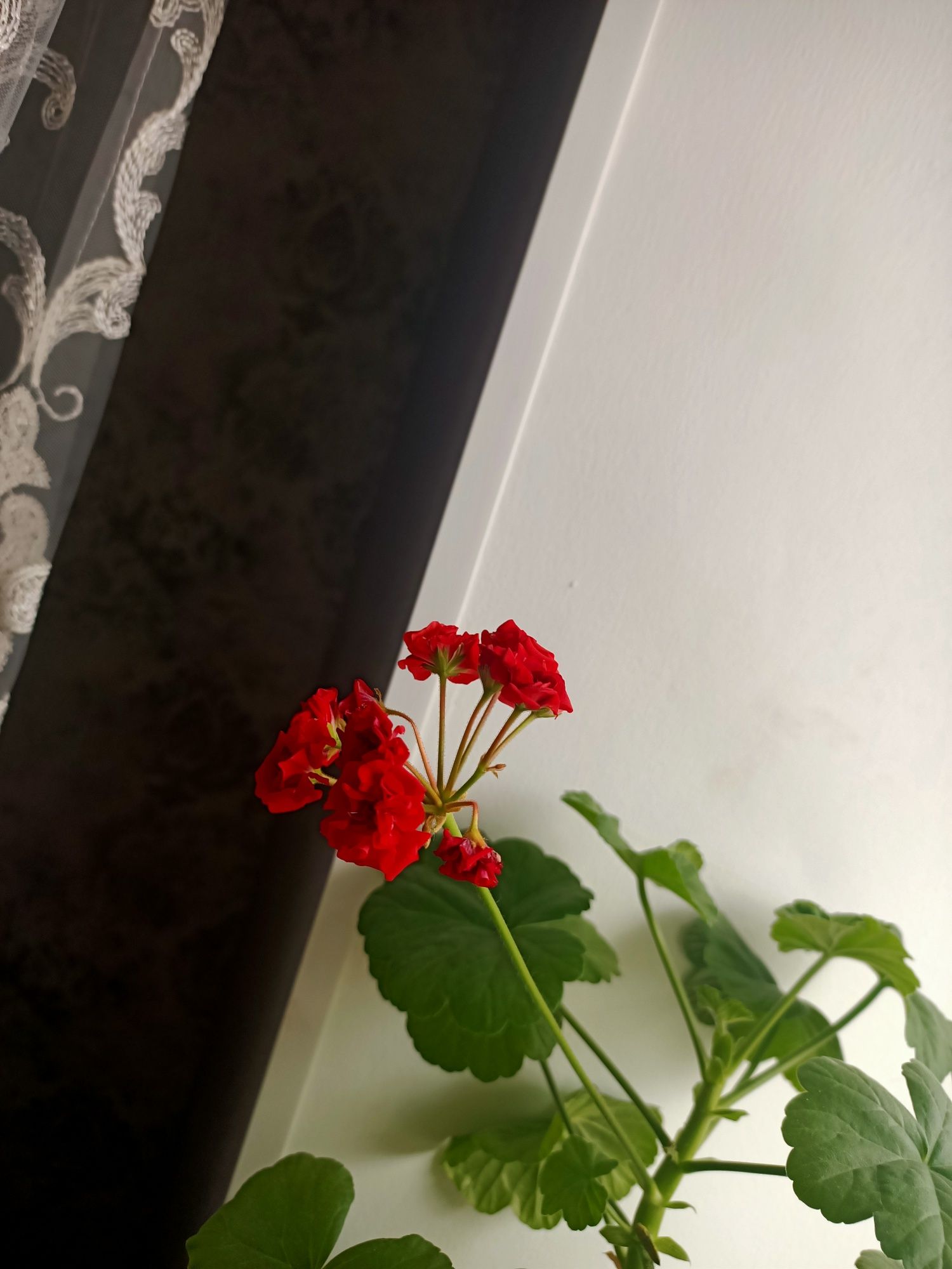 Продаю светы герань