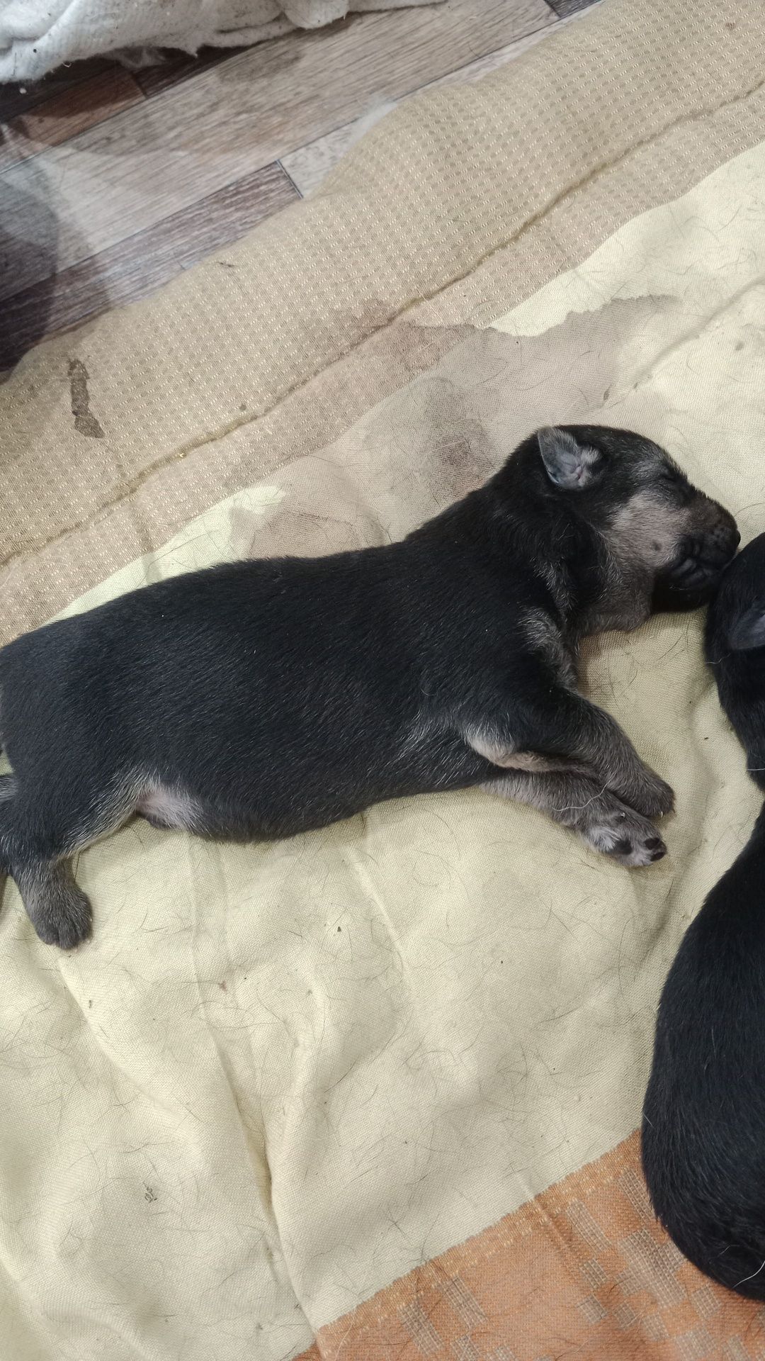 Продам щенят немецкий овчарка