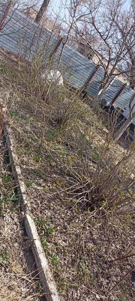 Продам дачу в Цветущем саду