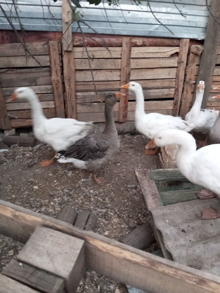 Гуси на продажу живьем