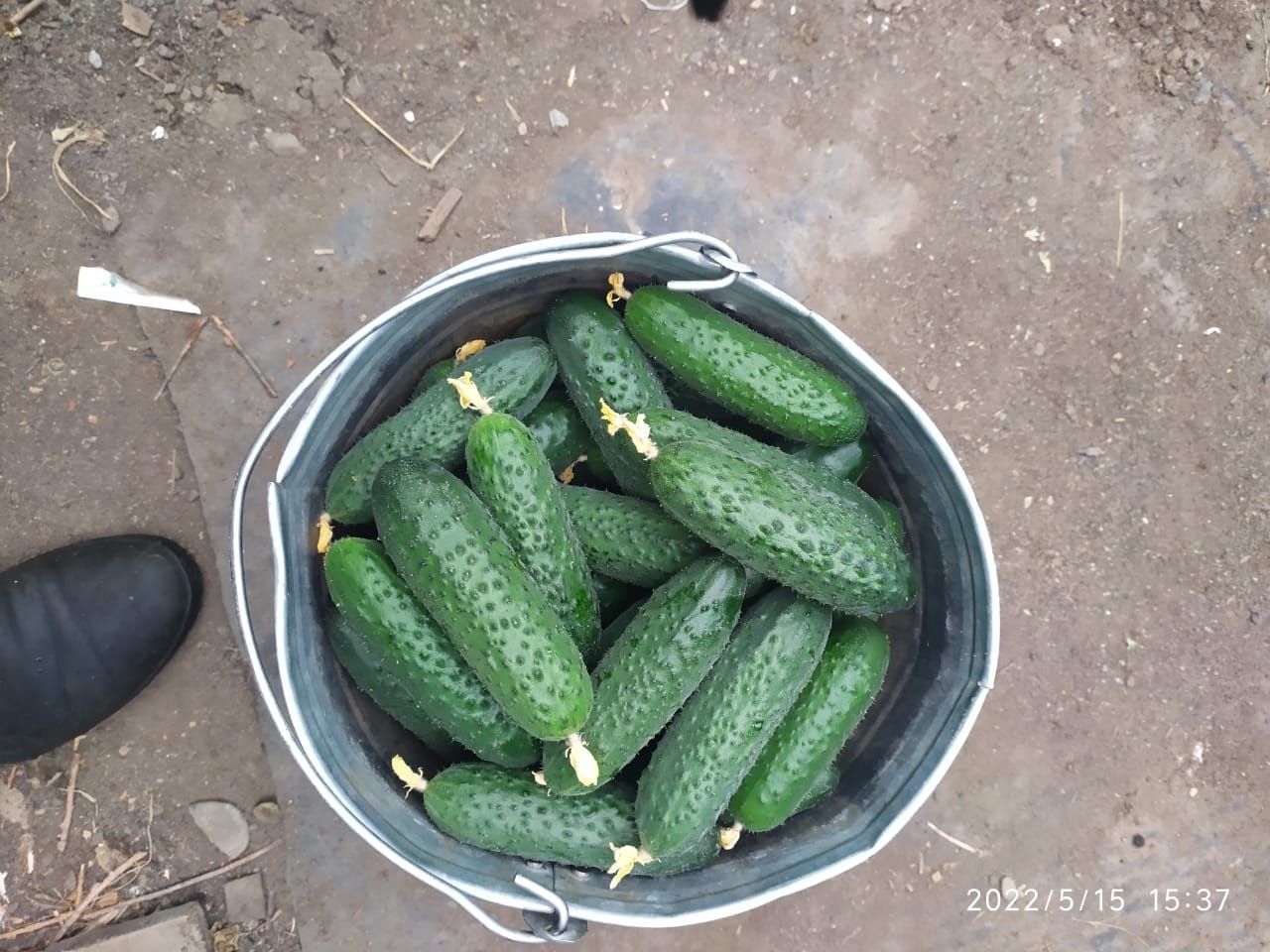 Продам огурцы корнишоны