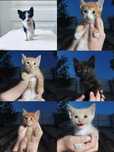 Котята отдам в хорошие руки