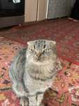 Кошка кошка кошка