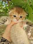 Котята Шотландские вислоухие.