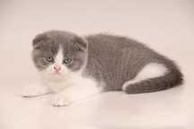 Продам Элитных Шотландских котят
