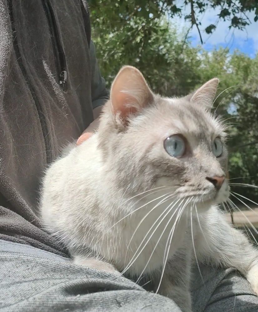 Кошка, полупородистая, стерилизованная.