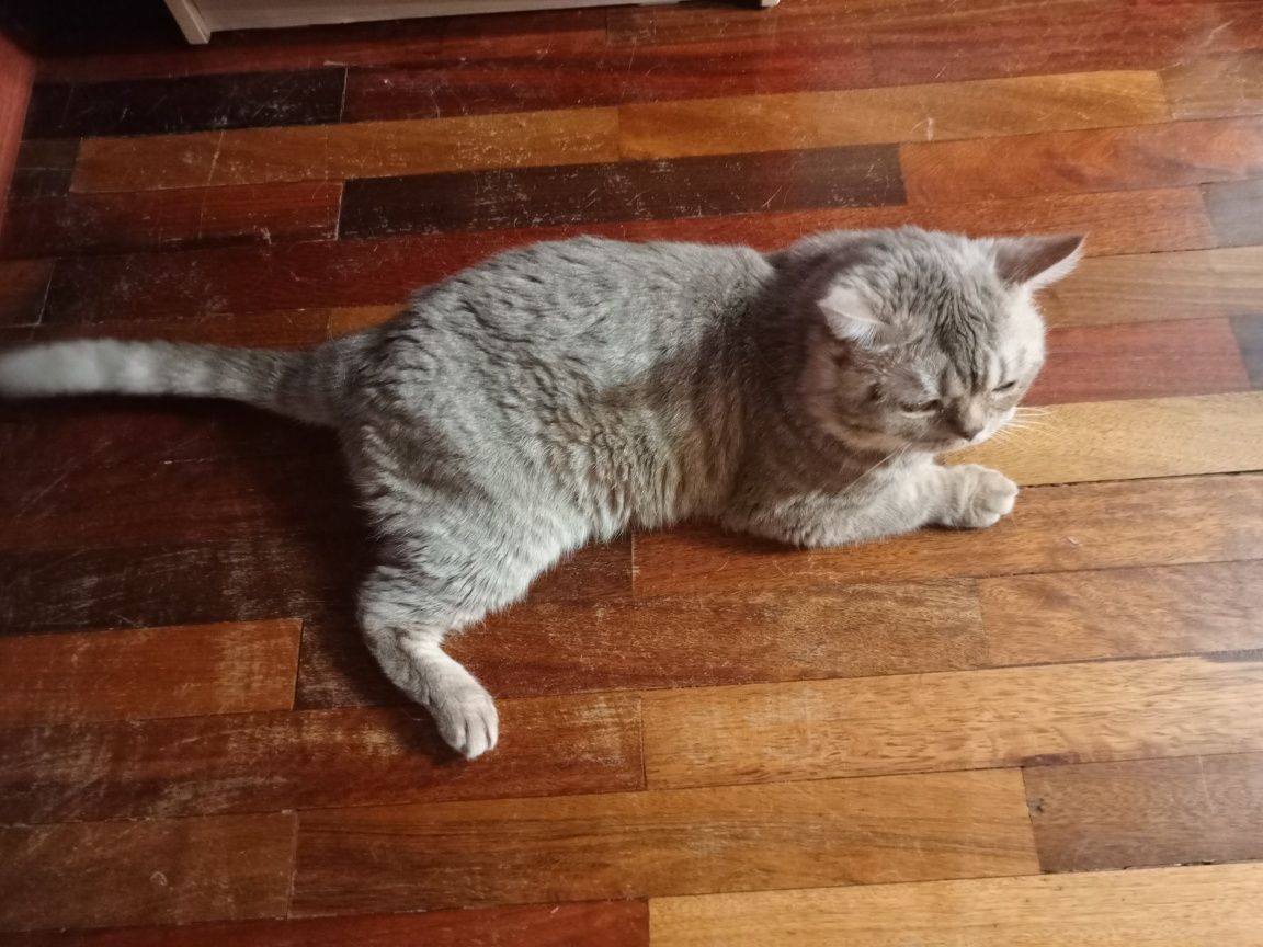 Котята шотландцы