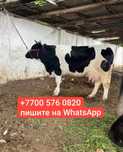 Продам корову молочную ak