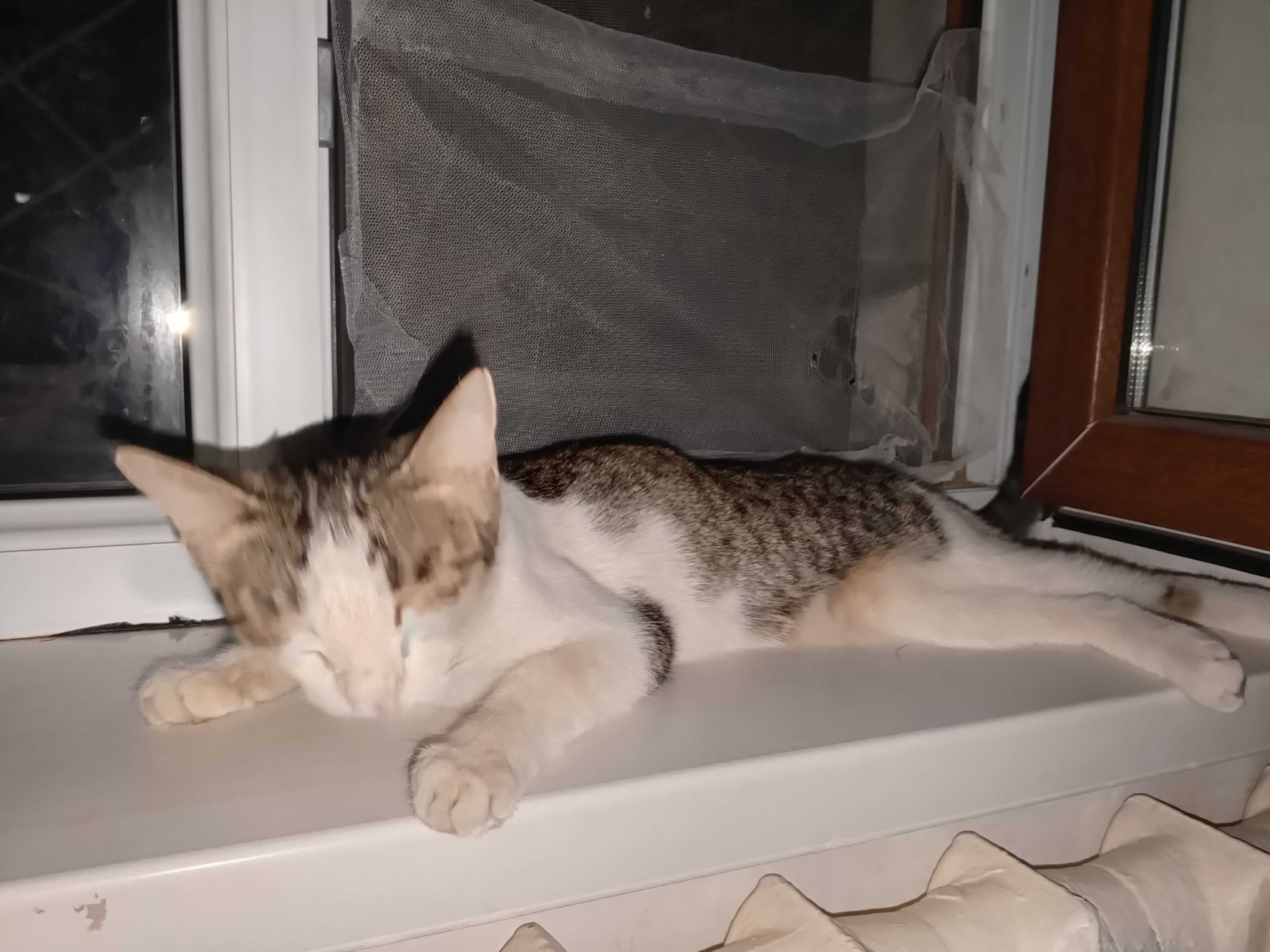 Кошка с новоржденнымы котятами