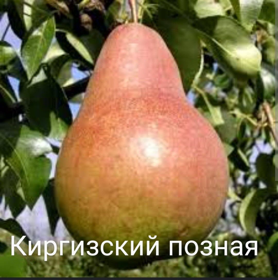 "Алма жеміс-жидек көшеттерін сатамыз/Продаем саженцы яблок,ягод и фрук