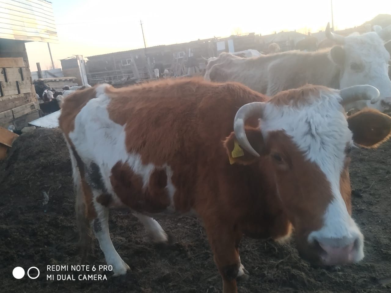 Продам корову с теленком