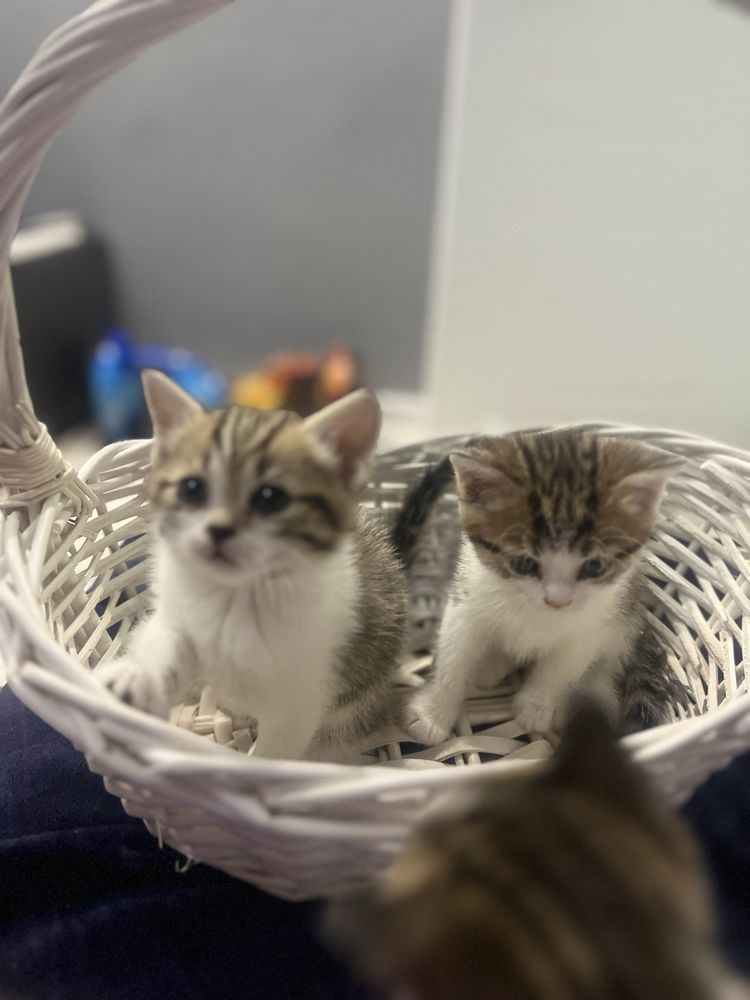 Отдам котят в добрые руки