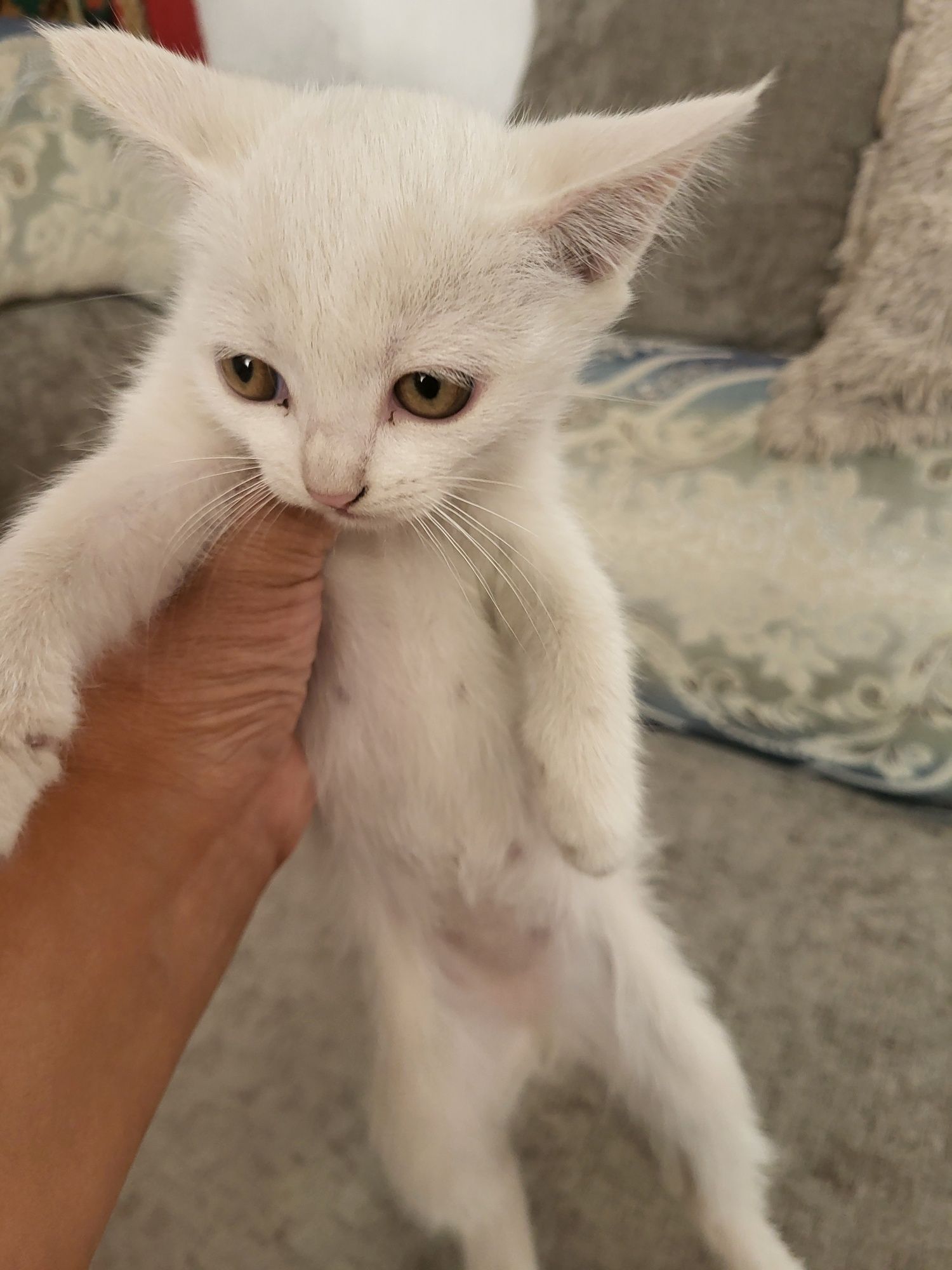 Отдам котят в надежные руки