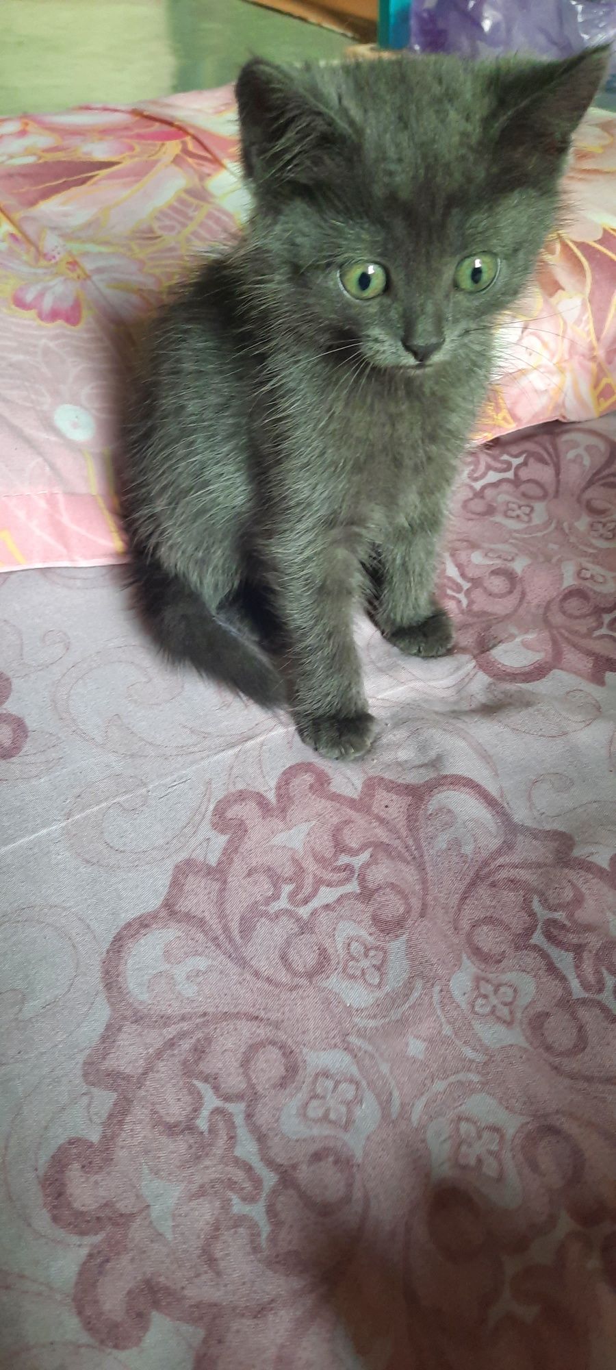 Отдам в добрые руки кошечку