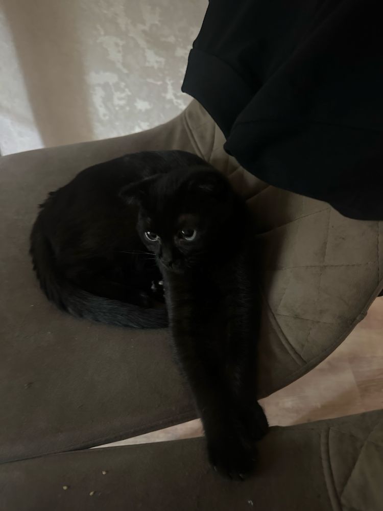 Ищем невесту для кота