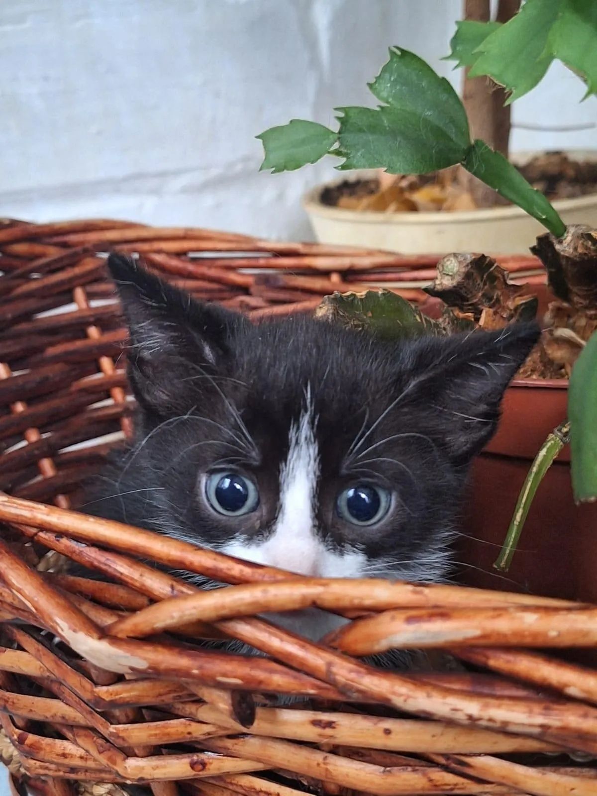 Отдам шикарного котика