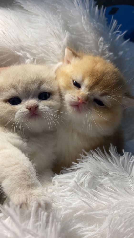 Ляльки сладкие