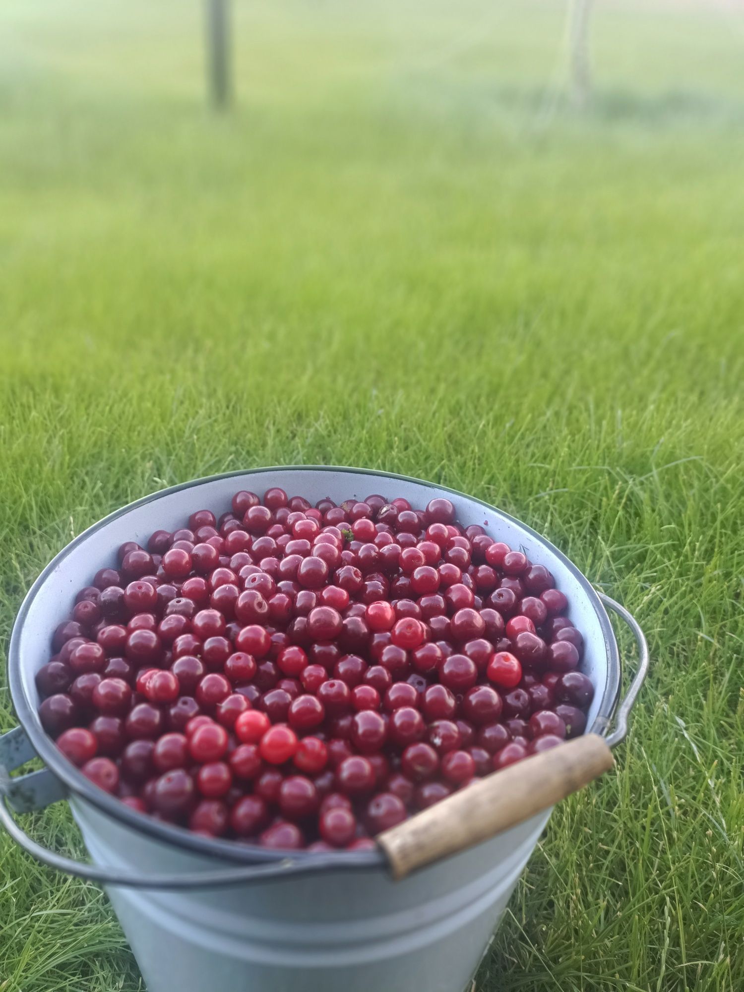 Продам ягоды вишню