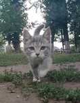 Котенок, 4 месяца, стерилизуем