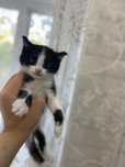 Котята  домашние Приучены к лотку