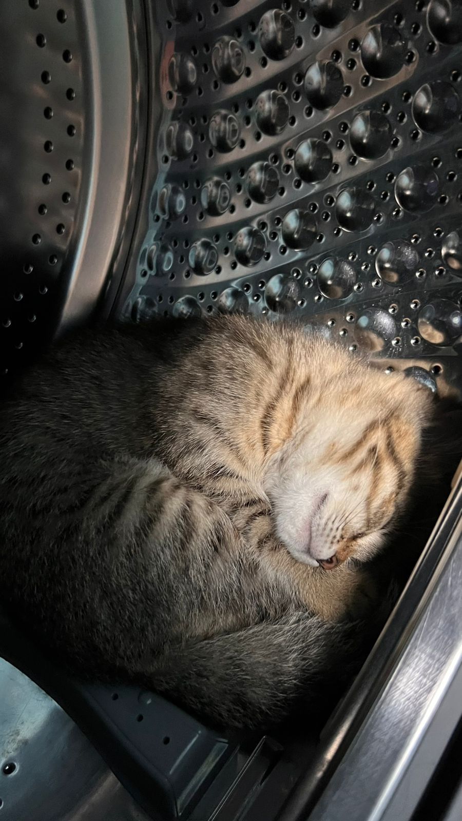 Хорошие котята, к лотку приучены