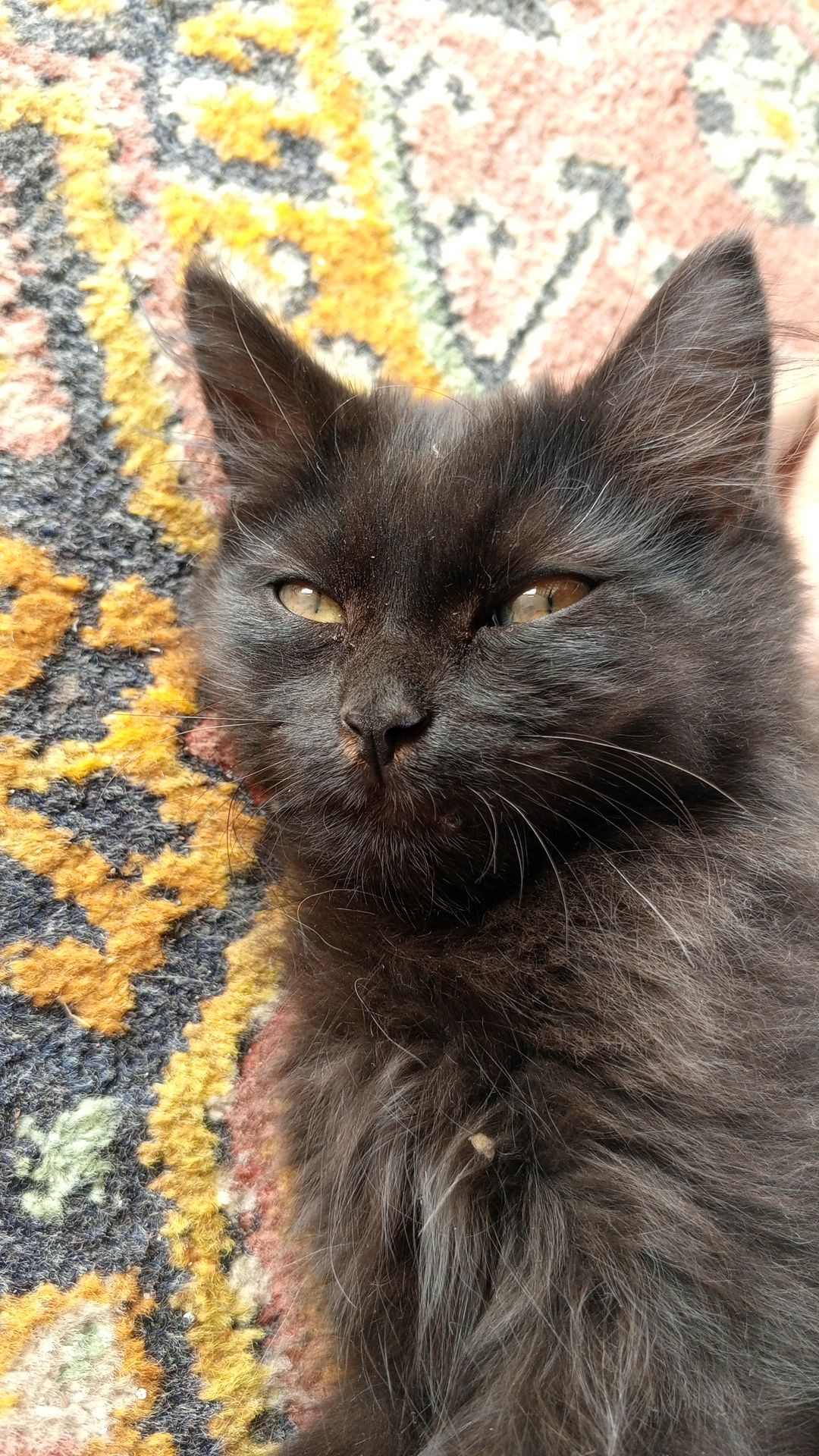 Котенок бесплатно