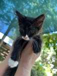 Котенок в заботливые руки