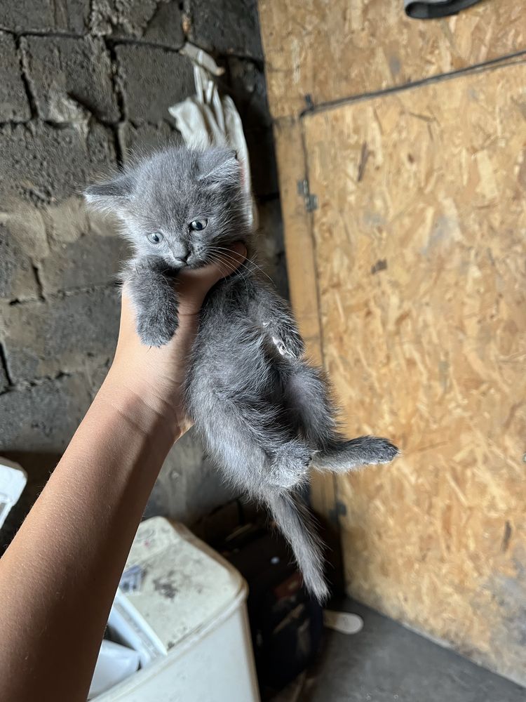 отдам котят бесплатно