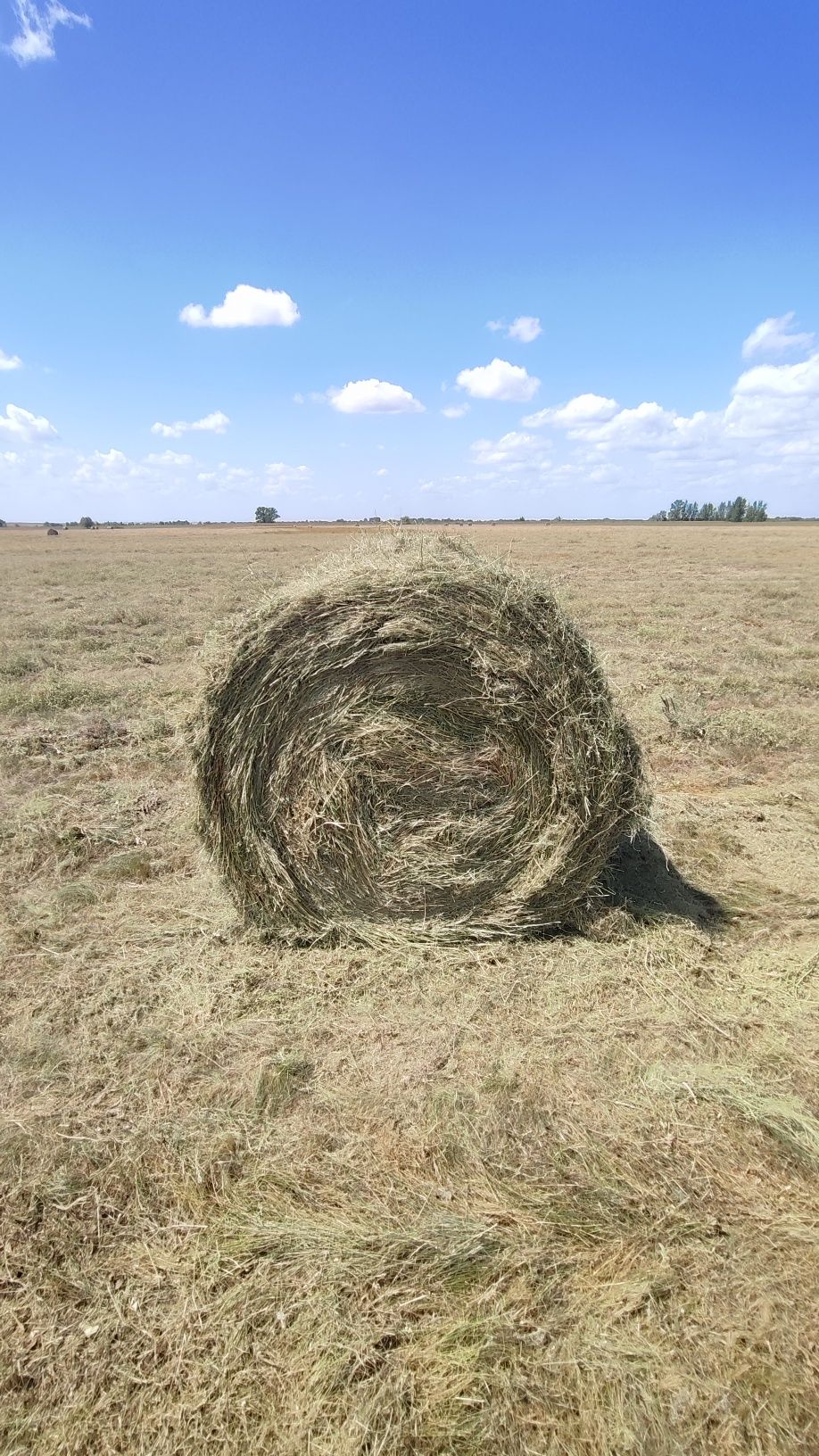 Продам сено Рулон
