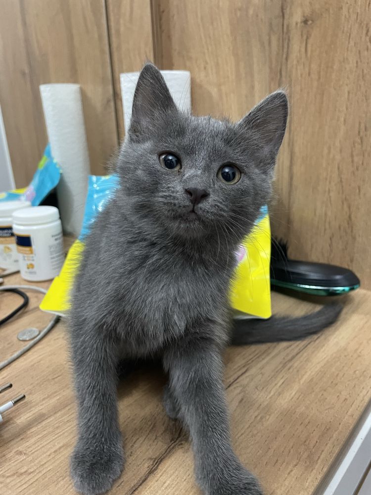Котенек 2 месяц.