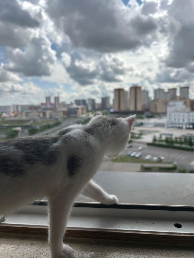 СРОЧНО. Маленька кошечка ищет дом.