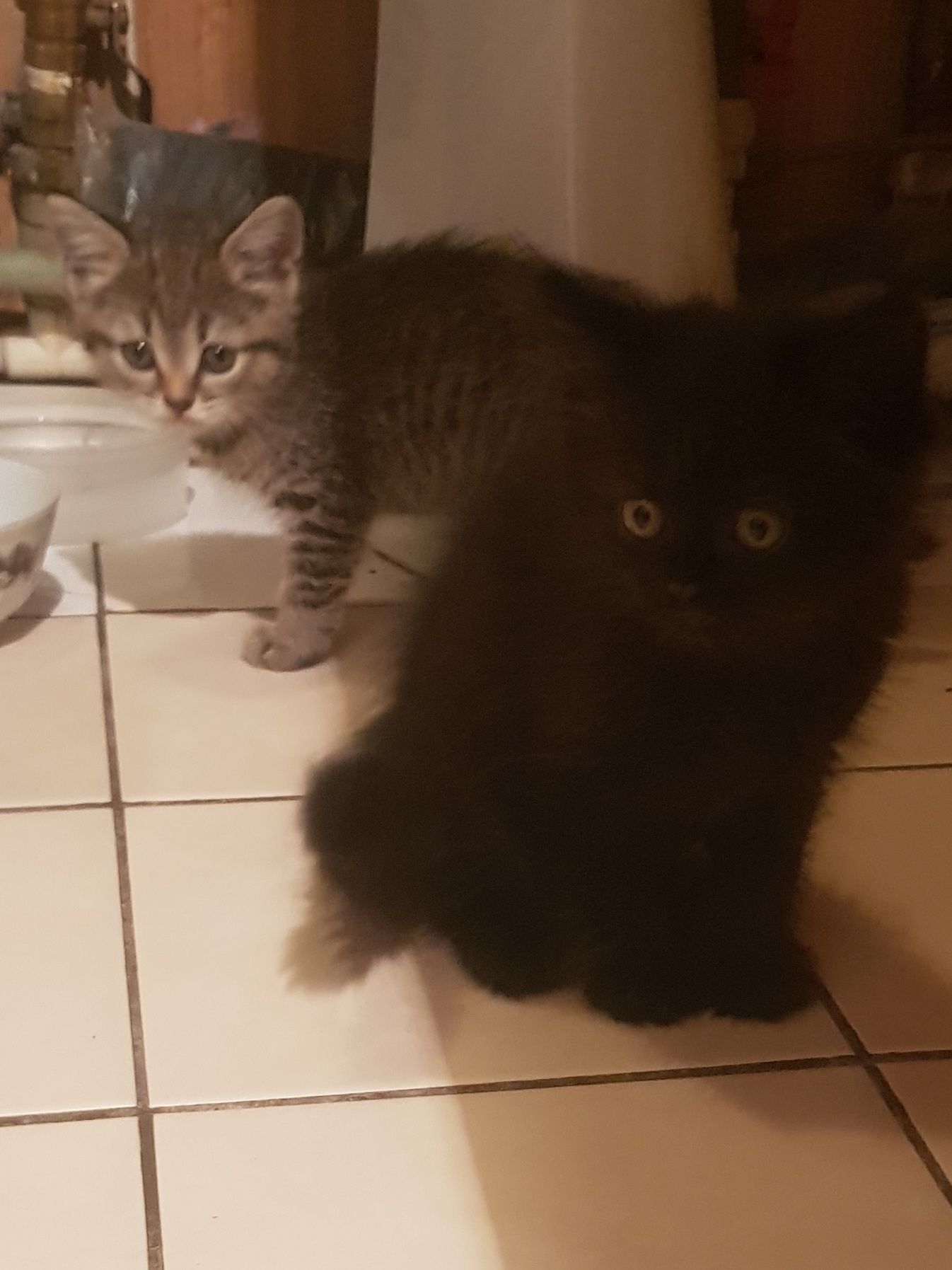 Настоящий черный кот и кошечка.  Мама британка отец из местных.