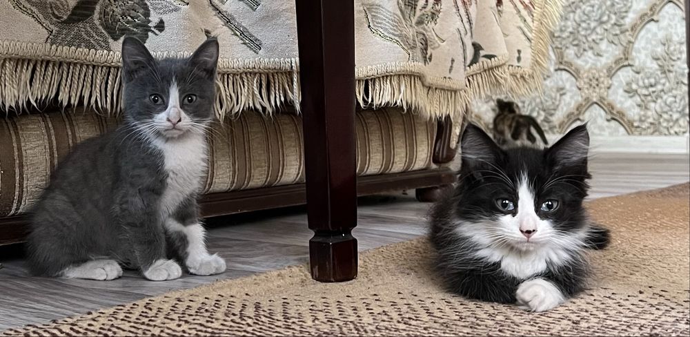 Отдам котят в добрые руки