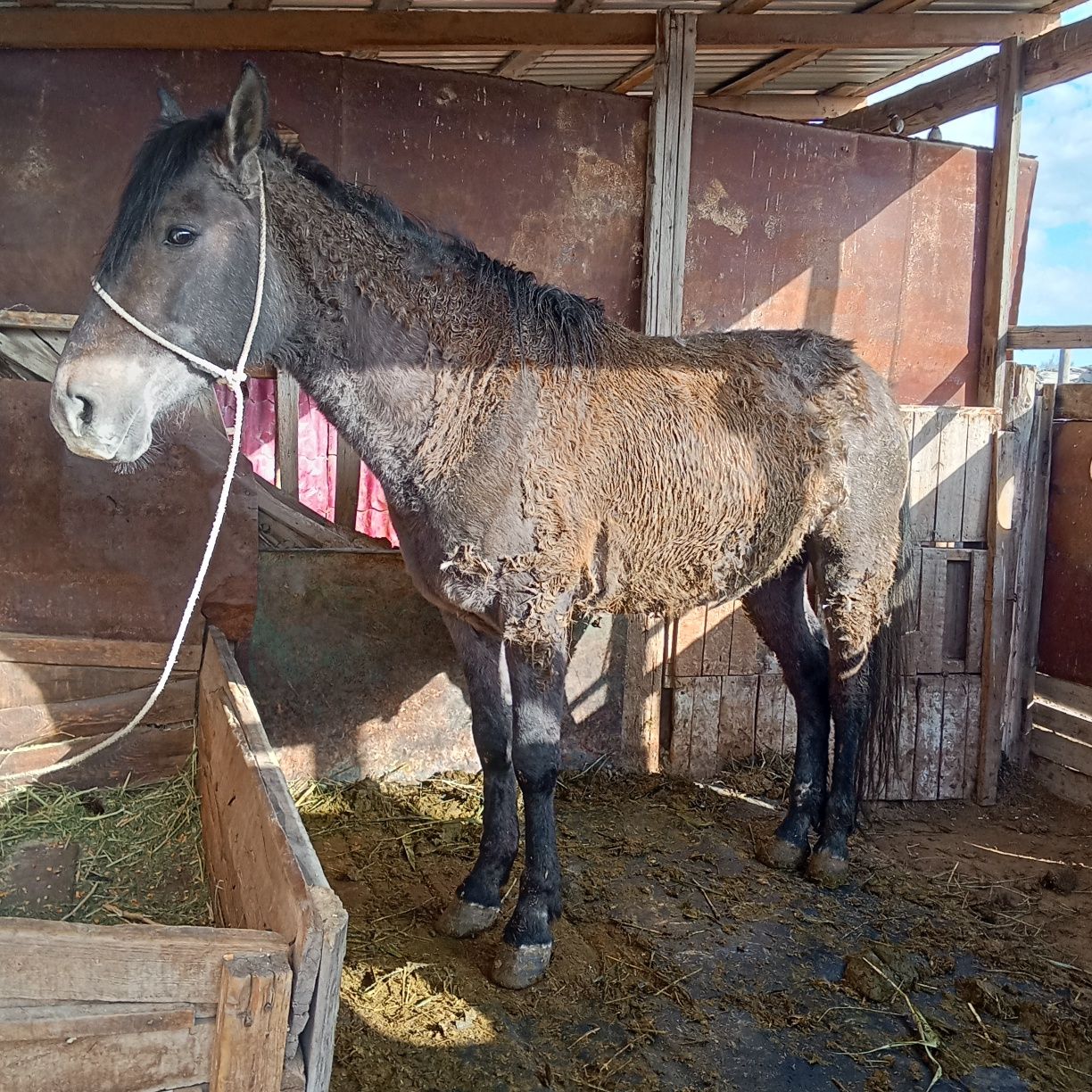 Бести жылкы сатылады. 2 ай байланган. Полукровка,