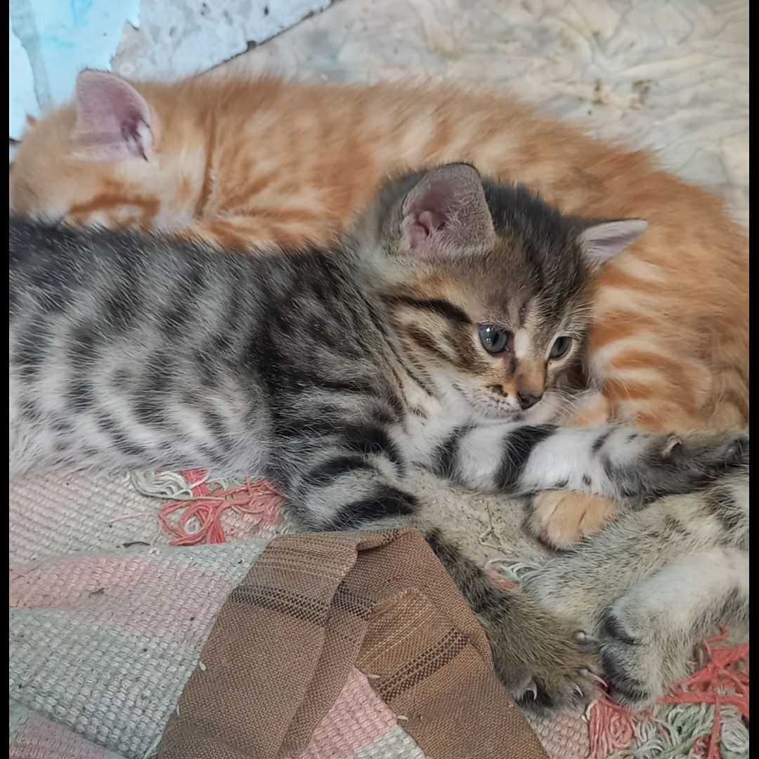 Отдам котят в добрые руки