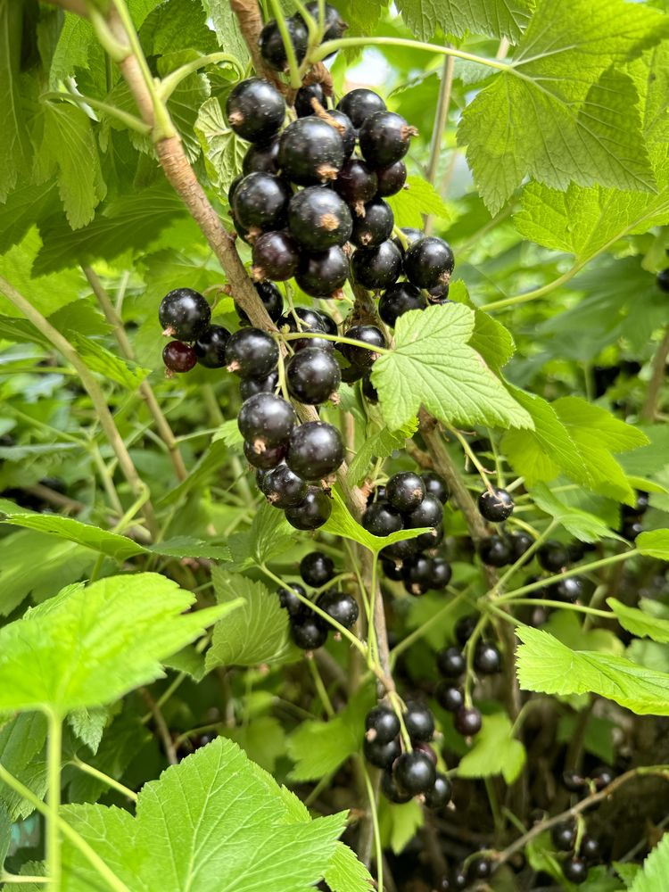 Варенье из чёрной смородины