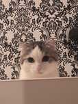 Отдам кота в хорошие руки