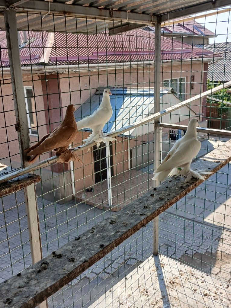 Голуби голуби голуби