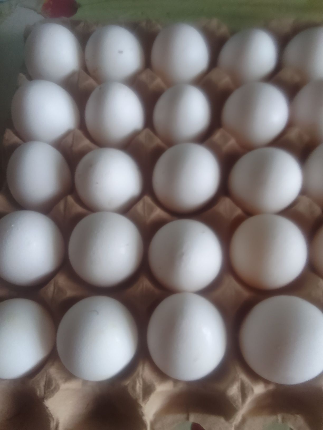 Продам яйцо куриные домашние