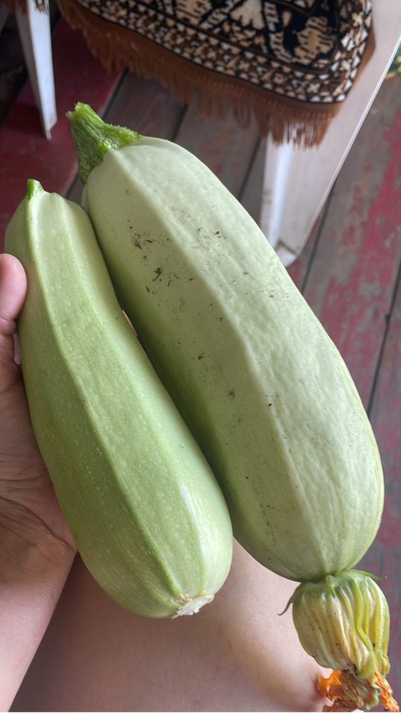 Кабачки -300 тг вкусные , мягкие продам