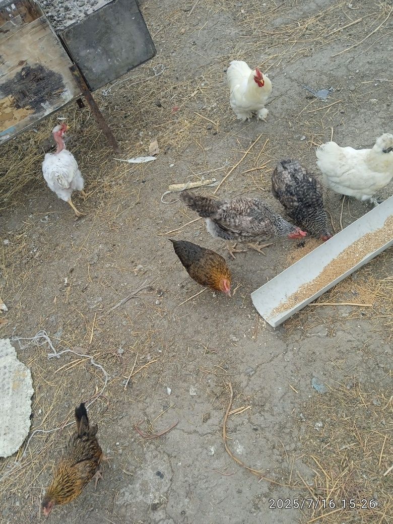 Продам курей цыплят квочек срочно