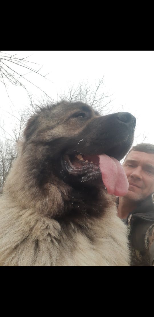 Вязка ,,Кавказец,,